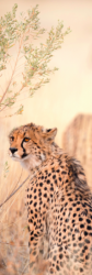 Záložka do knih - gepard v přirozeném prostředí