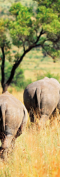 Záložka do knih - nosorožci v přírodě