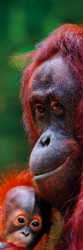 Zalozka do knih - orangutan - predni strana