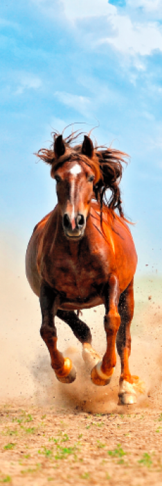 Záložka do knih - běžící kůň