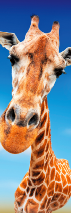 Záložka do knih - žirafí kuk